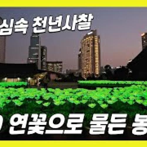 LED 연꽃으로 물든 강남 도심속 천년 사찰🏵️봉은사 | Bongeunsa Temple, a thousand-year-old temple in the heart of Gangnam -아디오스일락